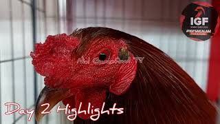 International Gamefowl Festival 2023 day 2 Highlights [upl. by Araes]