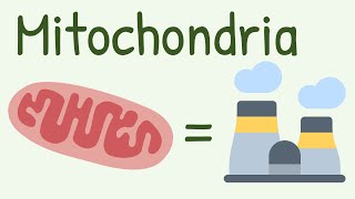 Mitochondria Structure amp Functions [upl. by Anelegna]