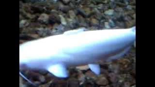 Albino Blue Catfish [upl. by Attiuqram]