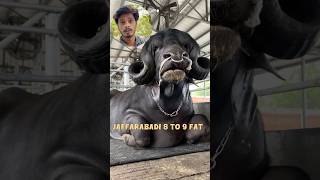 Bhadawari Breed The highest fat percentage milking buffalo businessideas dairyfarm milking [upl. by Feinstein]