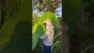 Colocasia gigantea folhudas folhagens folha plantas fazenda florestropicais flores jardim [upl. by Adnaluoy909]