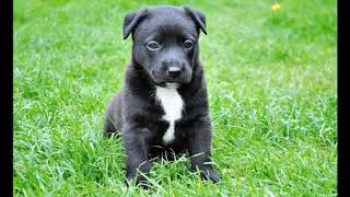 black pitbull puppies [upl. by Patsy]