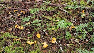 Large Chanterelle Mushroom Patch  Washington State [upl. by Vivyanne952]