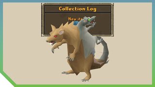 Scurry Pet Drop 🧀 OSRS Old School RuneScape [upl. by Slrahc]