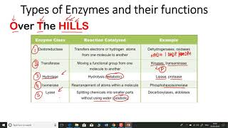 Types of enzymes and their functions  enzyme classification [upl. by Bui780]