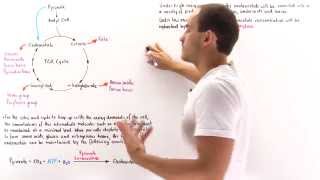 Replenishing Oxaloacetate in Citric Acid Cycle [upl. by Ahsoik]