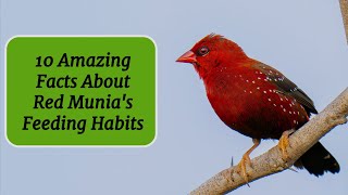 10 Fascinating Facts About Red Munia  Red Avadavat Feeding Habits  Birdwatching [upl. by Nawuj]