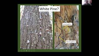 Managing pitch pine under the threat of southern pine beetle [upl. by Ajoop749]