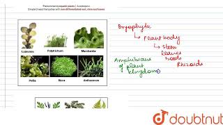 collect photographs of 5 plants each of the thallophyta bryophyta and pteridophyta division and [upl. by Hyacintha337]