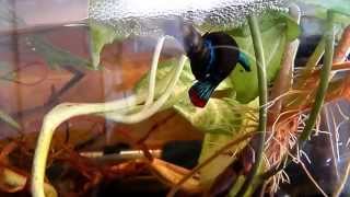 reproduction betta imbellis  peaceful betta breeding [upl. by Enilrahc]