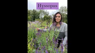 Hyssop Medicine from the Ivywood Garden [upl. by Senaj816]