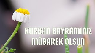 KURBAN BAYRAMI MESAJLARI 2023  EN GÜZEL RESİMLİ KURBAN BAYRAMI MESAJLARI [upl. by Minnnie]