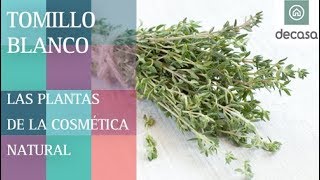 Las propiedades del Tomillo blanco  LAS PLANTAS DE LA COSMÉTICA NATURAL [upl. by Onibag]