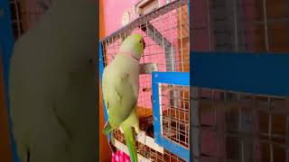 ytshorts parrot parroting dance talkingparot musicgenre parrottalking funny talkingparrot [upl. by Inaniel345]