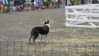 Border Collies Sheep Herding at the Portland Highland Festival 2008 [upl. by Henriha]