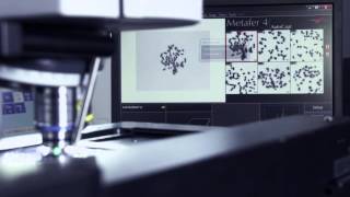 MetaSystems Cytogenetic Imaging Automation [upl. by Shandie341]