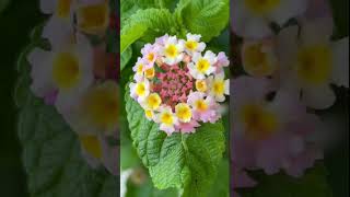 LANTANA FLOWER plants flowers homegrown beauty nature gardening [upl. by Bordie]