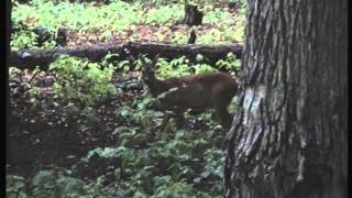 Rehwild an der Salzlecke Ricke von der Kanzel in der Schorfheide gefilmt [upl. by Tennos117]