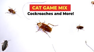 CATS TV  Cat Games Compilation for CATS amp DOGS  Real Cockroaches Squirrel Rope 3 HOURS [upl. by Ierdna]