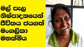 Successful Floriculture Entrepreneur in Sri Lanka [upl. by Dyke471]