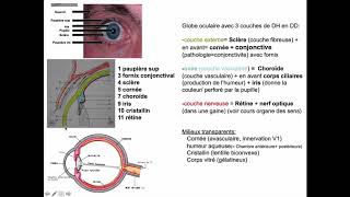 Cavité orbitaire  limites osseuses globe et annexes [upl. by Aiykan]