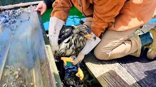 Couple helps eagle escape from a trap What happens next is unbelievable [upl. by Waldack]