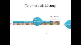 Chrashkurs Genetik  Prozesse 1a  Telomere [upl. by Iborian]