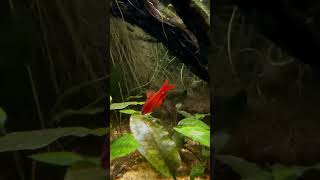 Natural Biotope for Cherry Barbs A Perfect Ecosystem [upl. by Ryle]