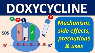 Doxycycline  Mechanism precautions side effects amp uses [upl. by Eahcim]