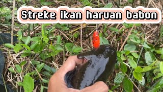 Mancing EPS 03 🛑Mancing ikan haruan didanau ketika musim kemarau [upl. by Swainson574]