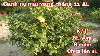 Cách khắc phục mai vàng Nở bông gió và xử lí Nụ nhỏ nụ xanh [upl. by Kessiah211]