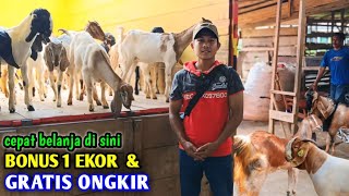 Beli Kambing Di Sini Murah Dapat Bonus 1 kambing Gratis Ongkir Bisa Konsultasi Ilmunya [upl. by Sinnoda466]