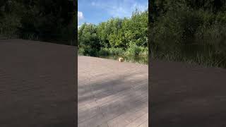 Гуляем со шпицем spitz spitzdog spitzdog шпиц минишпиц pom pomeranian немецкийшпиц cute [upl. by Ecyt]