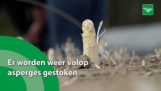 Er worden weer volop asperges gestoken [upl. by Ymrots]