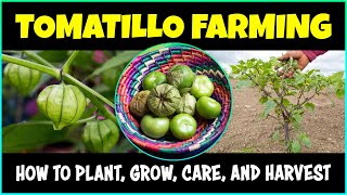 Tomatillo Farming How to grow Tomatillo Plant From Seed [upl. by Imled]