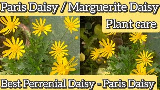 Paris Daisy Plant Care How to grow and care Paris daisyArgyranthemum frutescensmarguerite daisy 🌼 [upl. by Marasco]