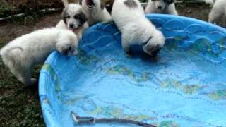 Great Pyrenees puppies in swimming pool [upl. by Carlile]