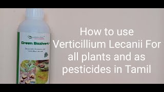 How to use Verticillium Lecanii For our terrace garden and as pesticides For all plants in Tamil🤩🤩 [upl. by Idnak]