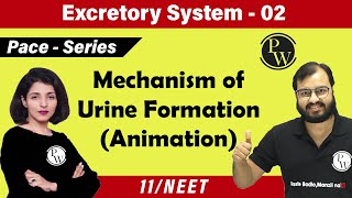 Excretory System  02 Chapter 19  Mechanism of Urine Formation  Class 11  NEET [upl. by Cleavland]