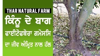 Treatment of Phytophthora Gummosis Disease with Jeev Amrit in Kinnow Plants [upl. by Artied667]