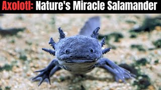 Axolotl  The Regeneration Wonder  Nature´s Miracle Salamander [upl. by Ynohtnaed924]