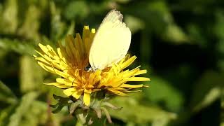 Northern Grass Yellow Butterfly Sips Floral Nectar of Common Dandelion 240fps [upl. by Kristofor]