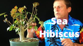 Sea Hibiscus Bonsai Repotted Hibiscus Tiliaceus Taiwan Hibiscus [upl. by Bonns]