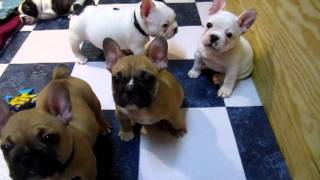 French Bulldog Puppies 7 weeks [upl. by Currie]