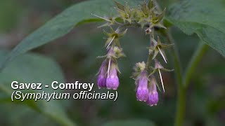 Gavez  Comfrey Symphytum officinale  4K [upl. by Anna-Maria759]