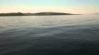 ScotSail Dolphins Right Up at Boat During RYA PowerBoat Course Largs Scotland [upl. by Llevert]