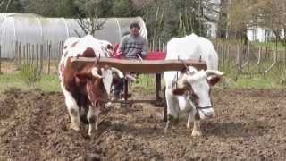 Working with the Oxen Part One 2013 [upl. by Kamp966]