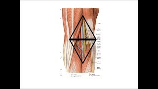 anatomie de la région poplitée [upl. by Algernon808]