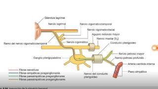 Inervación de glándula lagrimal [upl. by Namajneb960]