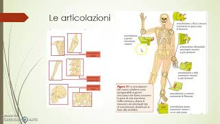 Articolazioni legamenti e muscoli [upl. by Odawa]